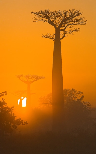 Photo avenue of baobabs at dawn in the mist in madagascar