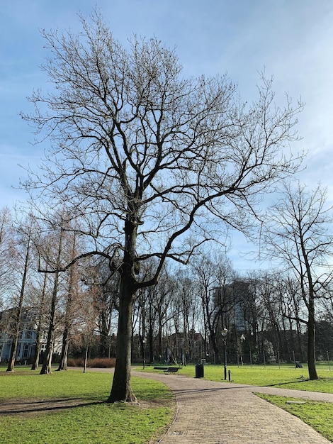 Photo bare trees in park against sky