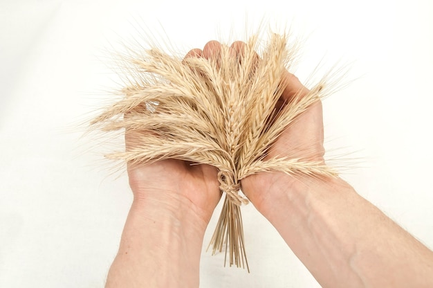 Photo bouquet of cereal ears on the palms of the hands on a white background