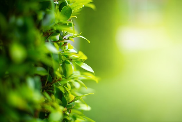 Фото Размытые зеленые листья, естественный фон