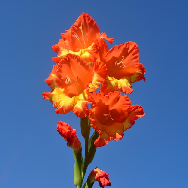 Bright orange-yellow gladiolus flower against the blue sky