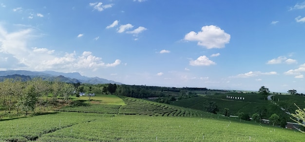 Chiangrai, Thailand - June 6,2019 : View of Choui Fong tea plantation