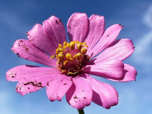 Foto close-up van een roze bloem tegen een blauwe achtergrond