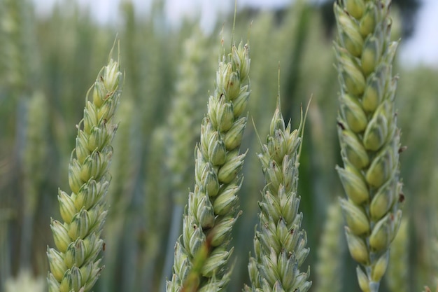 Photo close-up of wheat crop growing on field
