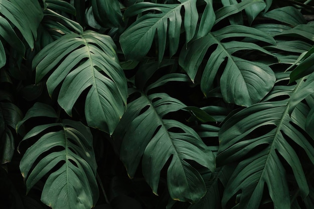 Фото Близкий вид на природу зеленого листа темная тропическая концепция природы
