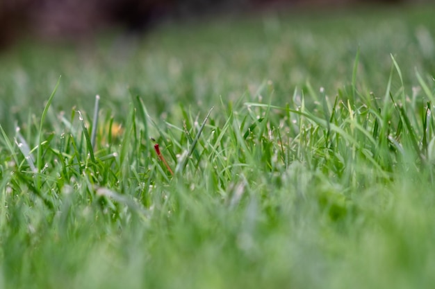 Фото Крупный план травы, растущей на поле