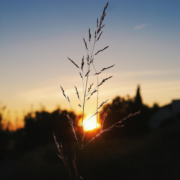 Фото Близкий план силуэта растения на фоне неба при заходе солнца