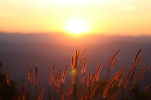 Фото Близкий план силуэтных растений на фоне неба во время захода солнца