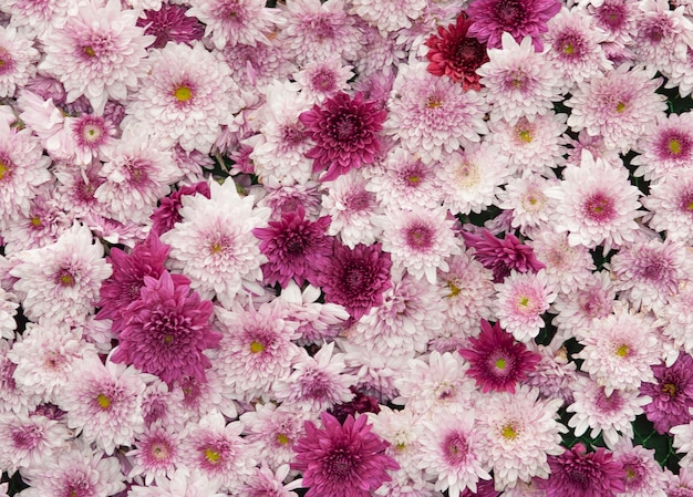 Photo close-up of purple with white chrysanthemum flower