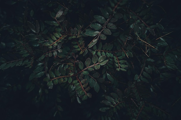 Крупный план темных мокрых листьев на кустах в лесу