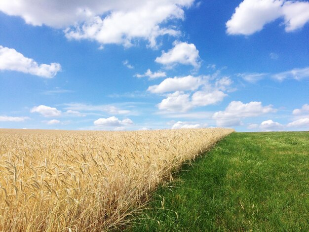 Фото Урожай и трава растут на ферме на фоне неба