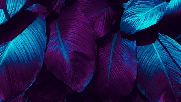 Темно-фиолетовый и синий цвет на фоне тропической листвы