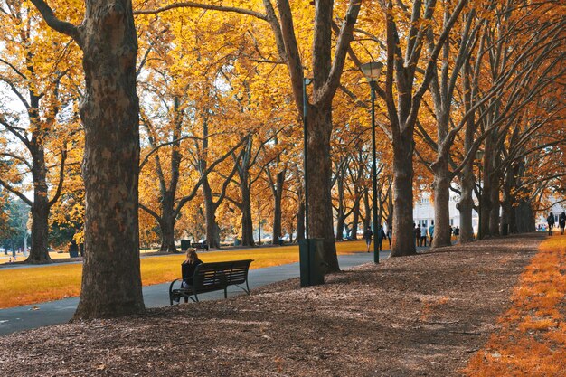 Фото Пустая скамейка в парке осенью
