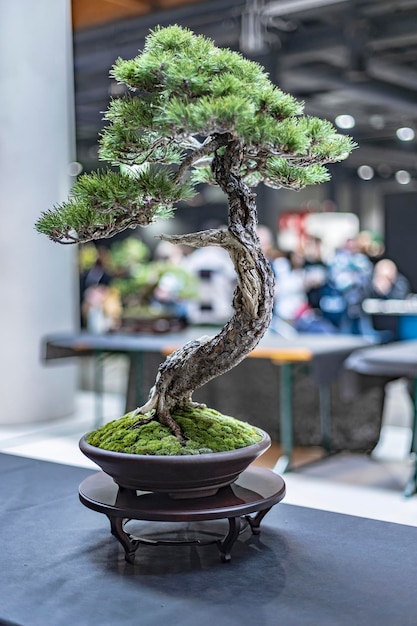 Photo exquisite bonsai display