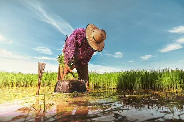 Работа фермера на рисовом поле