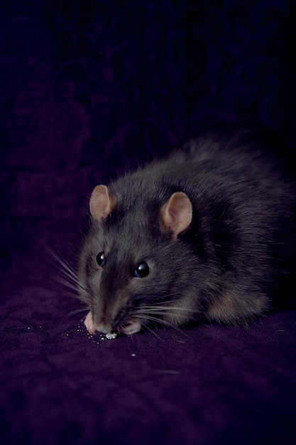 Толстая крыса Беркширского стандарта ест попкорн.