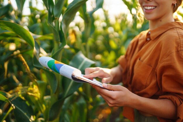 Фермерка, стоящая на кукурузном поле и рассматривающая урожай Концепция ухода за урожаем