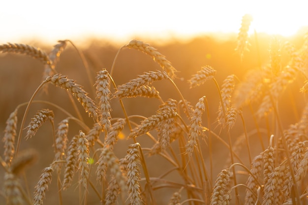 Пшеничное поле Вблизи созревающих пшеничных ушей Период сбора урожая Время захода или восхода солнца Плодоношение поля.