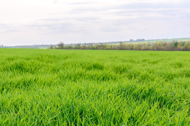 Фото Поле свежей зеленой травы текстуры как фон, вид сверху крупным планом, горизонтальный