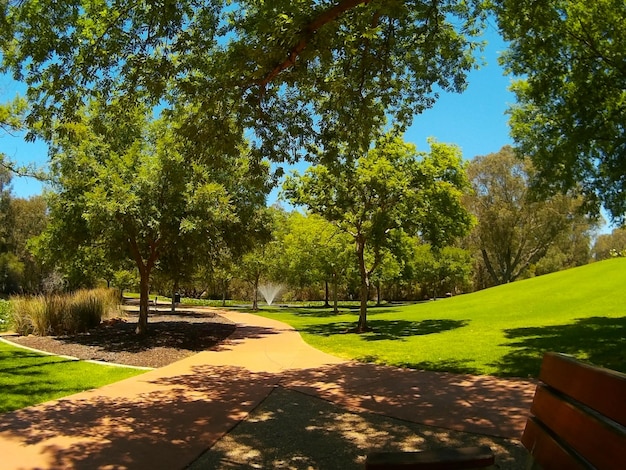 Photo footpath by trees in park