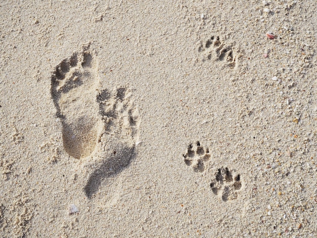 사진 모래 해변에 인간과 강아지의 발자국