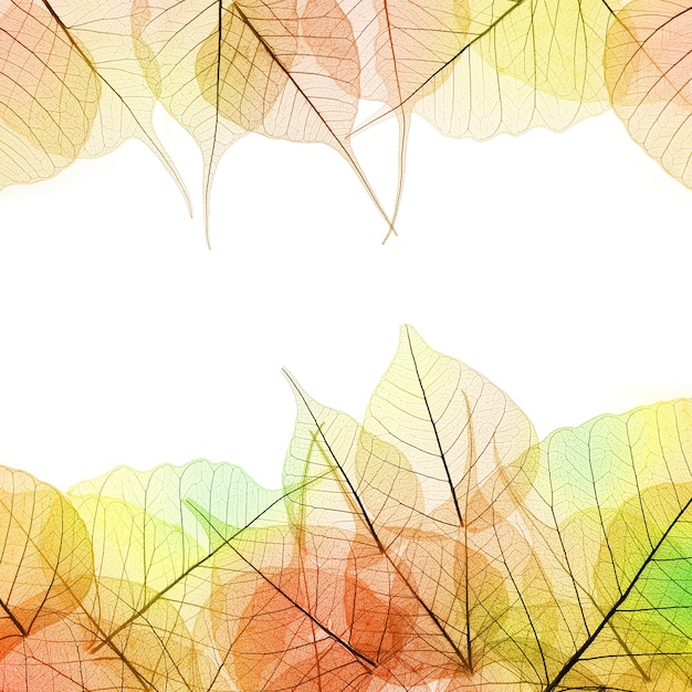 Frame of Autumn color transparent Leaves isolated on white