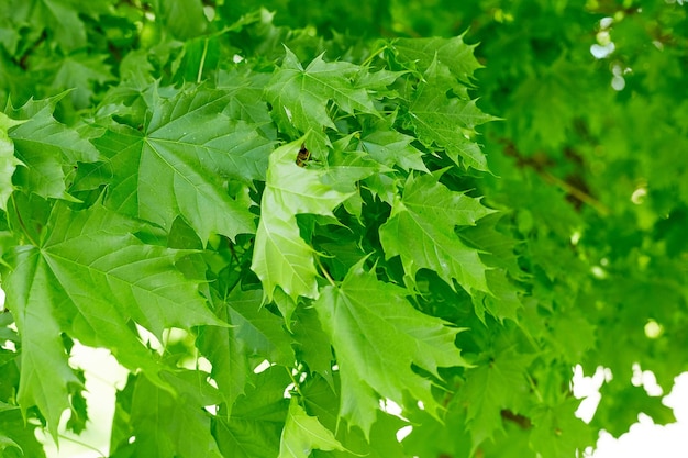 Photo fresh green maple leaves background with daylight