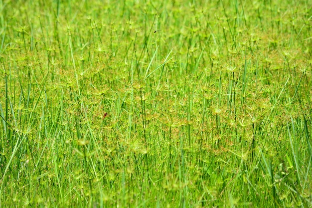 Фото Полный кадр травы на поле
