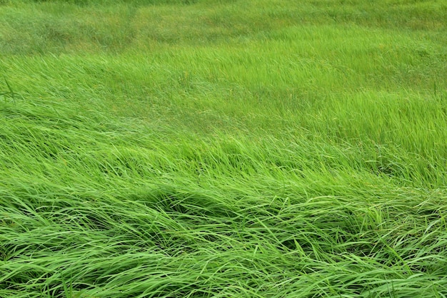 Фото Полный кадр травяного поля