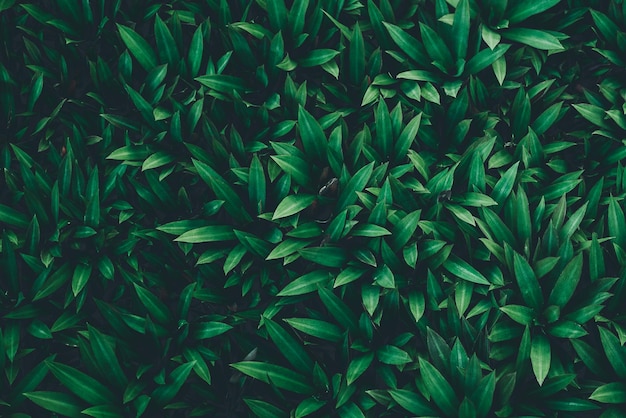 Фото Полный кадр свежих зеленых растений
