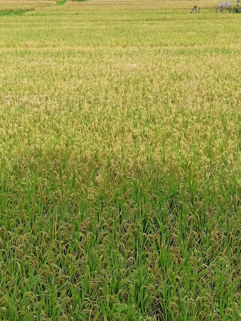 Фото Полный кадр рисового поля