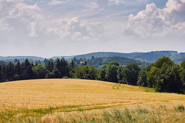 Фото Золотое пшеничное поле, голубое небо и холмы, покрытые лесом