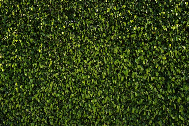 Groene bladeren achtergrond Blad achtergrond textuur Groene natuur wallpaper