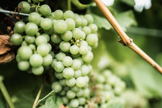 Виноград, растущий на винограднике