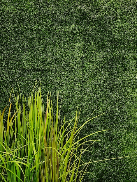 Фото Зеленая стена в саду как естественный фон свежие листья и листва как фон природы и ландшафтный дизайн