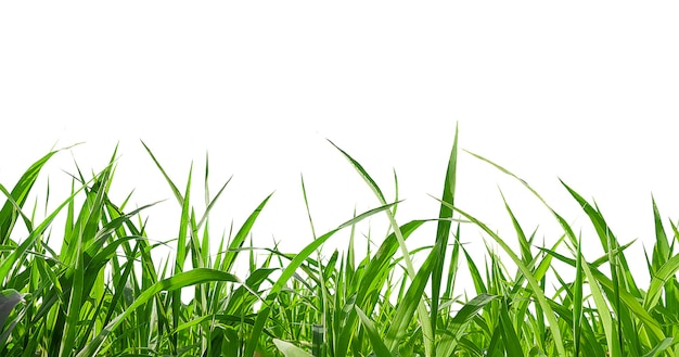 Фото Зеленая трава на белом фоне проросла изолятом пшеницы
