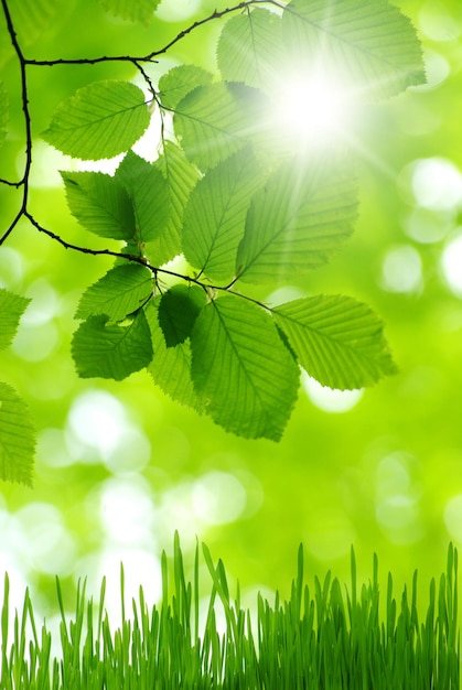 Фото Зеленые листья на зеленом фоне