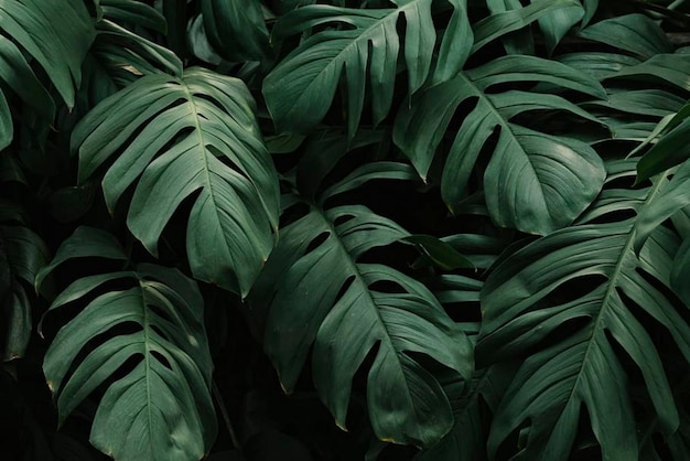 Фото Зеленый из леса тирупати
