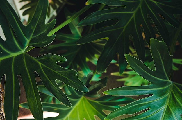 Фото Высокоугольный вид зеленых листьев
