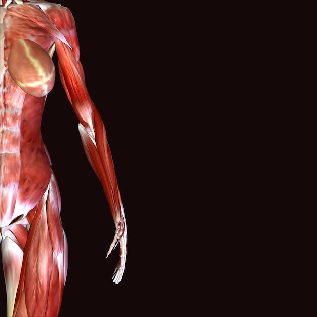 Foto illustrazione 3d dell'anatomia muscolare maschile umana