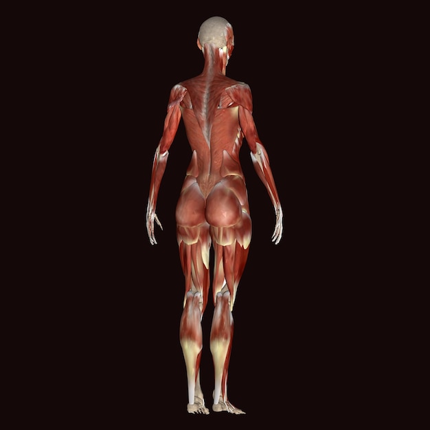 Foto anatomia muscolare maschile umana 3d render