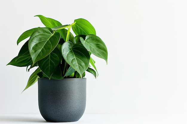 Photo indoor plant in pot on white background with copy space for mockup