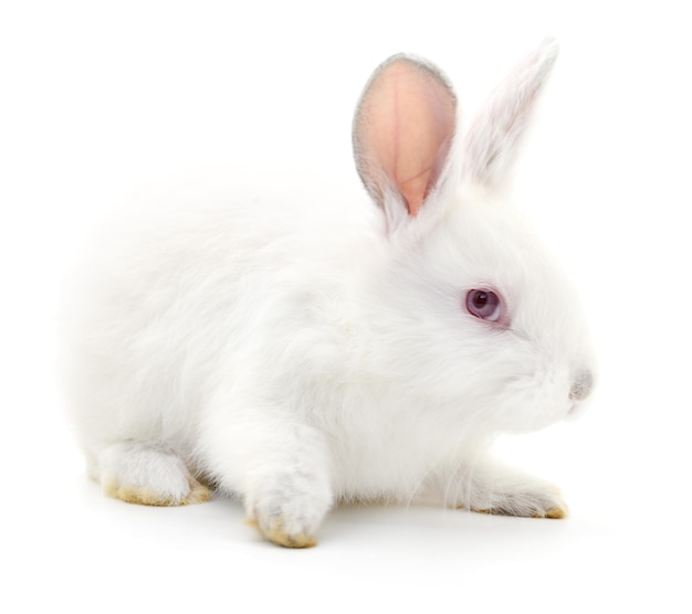 Isolated image of a white bunny rabbit