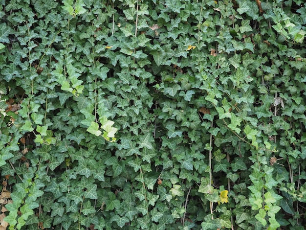 Ivy plant background