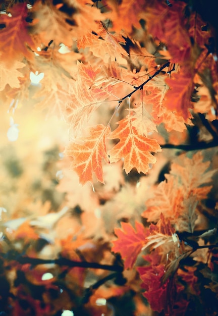 가을 숲의 나뭇가지에 나뭇잎