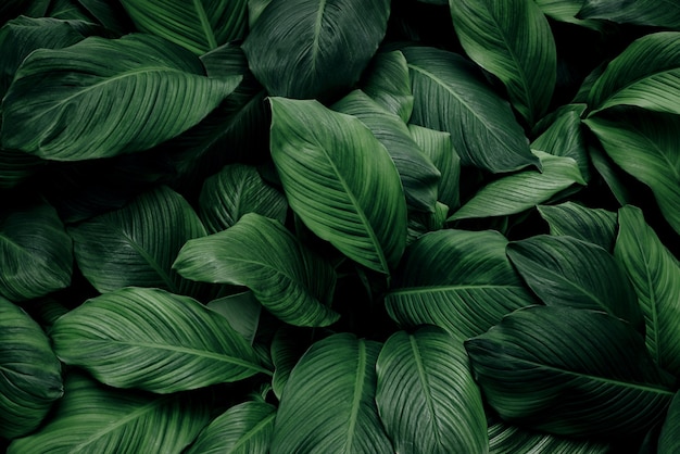 Photo leaves of spathiphyllum cannifolium abstract green dark texture nature background tropical leaf