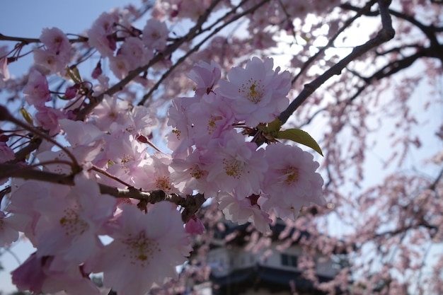 写真 桜の花の低角度の景色