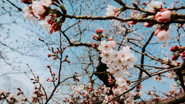 写真 桜の花の低角度の眺め