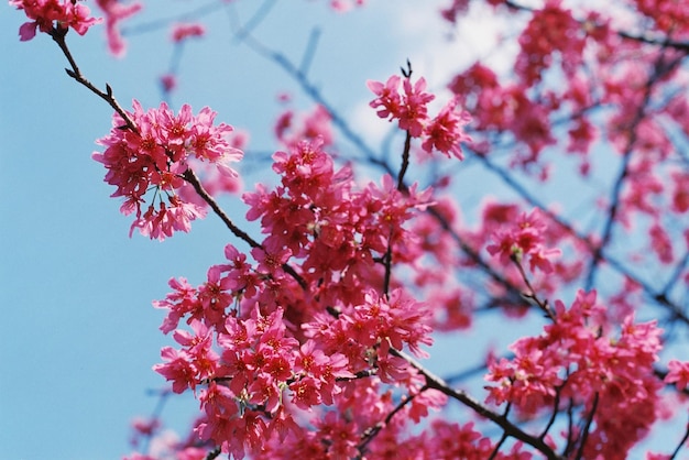 写真 春の桜の低角度の景色