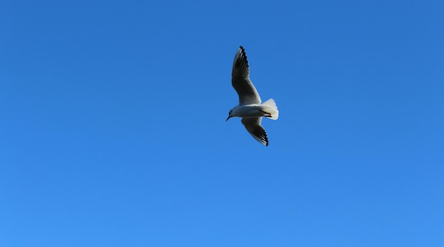 Foto vista a bassa angolazione di un gabbiano che vola contro un cielo blu limpido